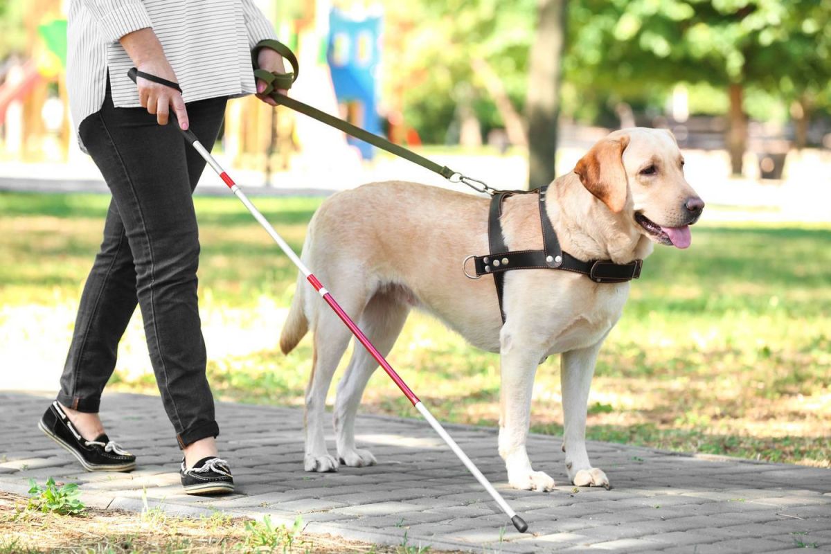 Новая мера социальной поддержки для инвалидов по зрению, имеющих собаку-проводника