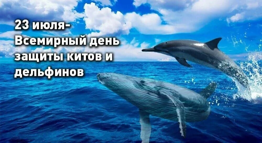 23 июля отмечается День китов и дельфинов 23 июля отмечается День китов и дельфинов