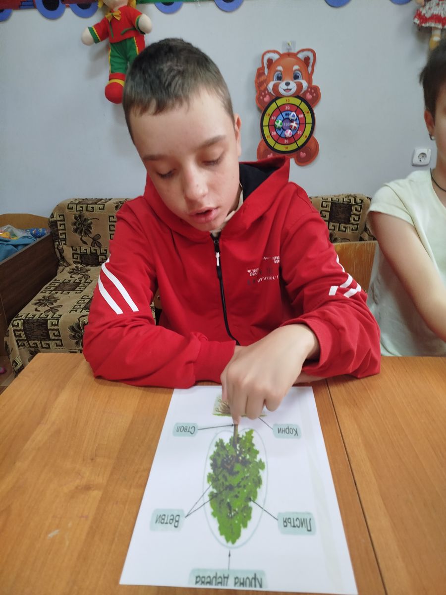 Деревья, какие они Деревья, какие они
