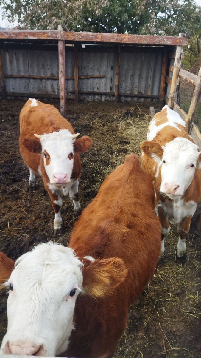 Социальный контракт по ведению личного подсобного хозяйства Социальный контракт по ведению личного подсобного хозяйства