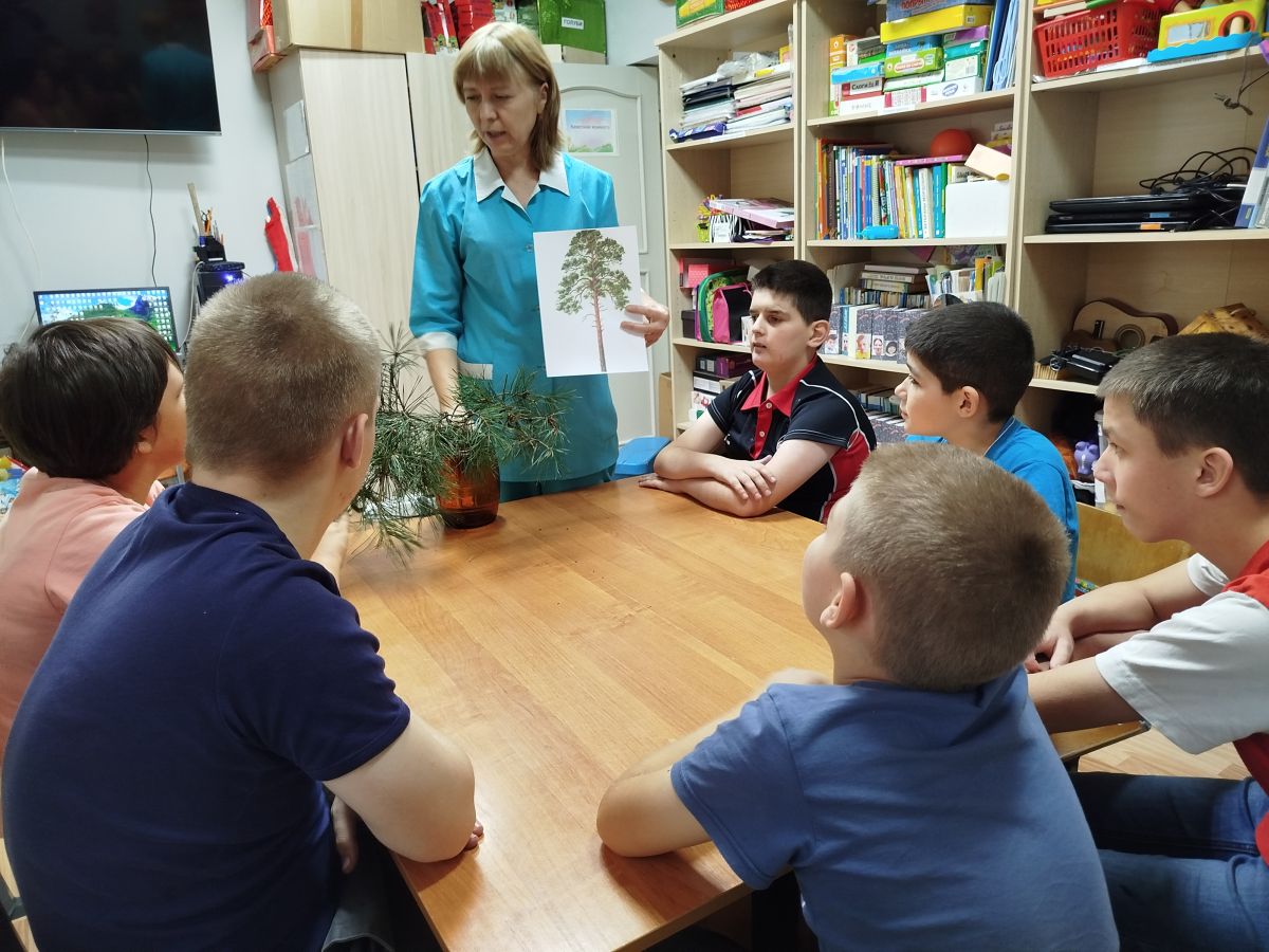 Хвойные деревья. Сосна Хвойные деревья. Сосна