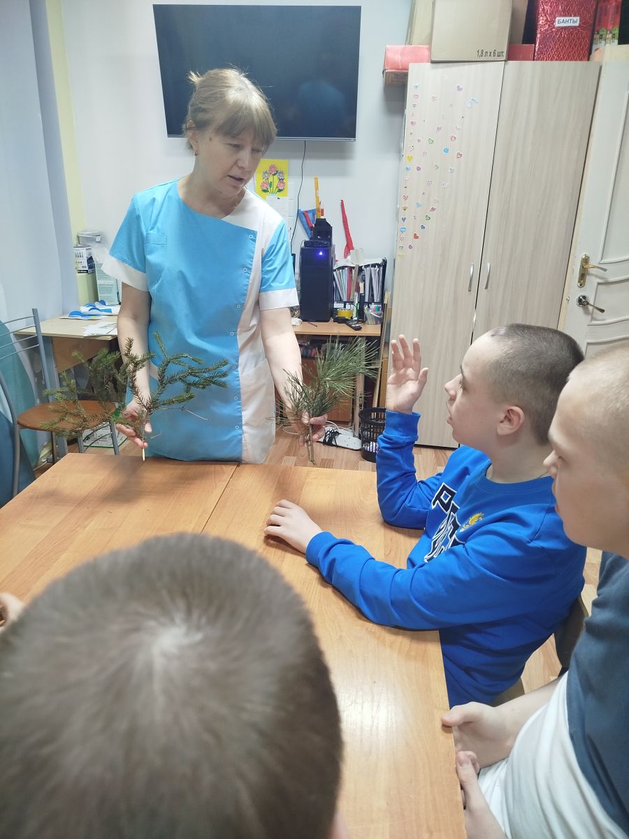 Ель - красавица лесного царства