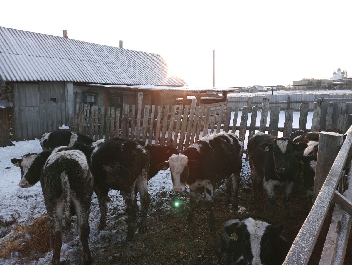 Один из видов оказания государственной социальной помощи на основании социального контракта - ведение личного подсобного хозяйства