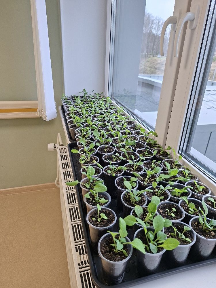 Выращивание рассады цветов